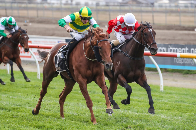 Beauden will contest the Gr.1 Livamol Classic (2040m) at Hastings on Saturday. - Photo: Race Images South