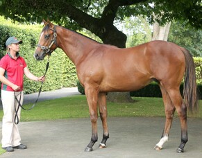 Purple Sector to chase Guineas upset