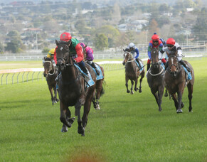 More in store for Vamos Bebe