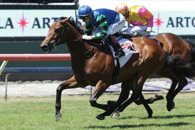 Sultan Of Swing will target the Gr.2 Valachi Downs Foxbridge Plate (1200m) at Te Rapa on September 5. Photo: Trish Dunell