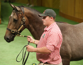 Jimmy Choux colt tops Trelawney&#039;s Book 2 draft
