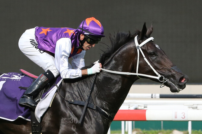 Trelawney Stud graduate War Affair lines up in Singapore on Saturday night. Photo: STC