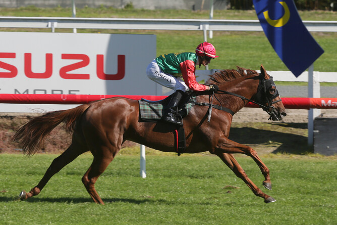 Two Illicit will contest the Gr.1 Rydges Wellington Captain Cook Stakes (1600m) at Te Rapa on Saturday. - Photo: Trish Dunell