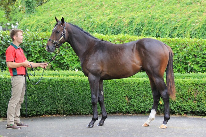 Wild Choice as a yearling - Trish Dunell