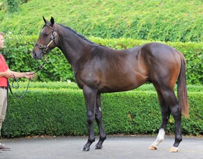 Trelawney Stud graduate gets choice win