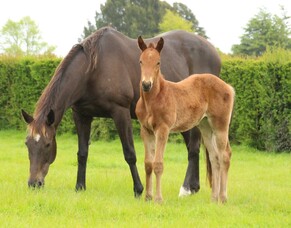 Filly jetts away for debut win