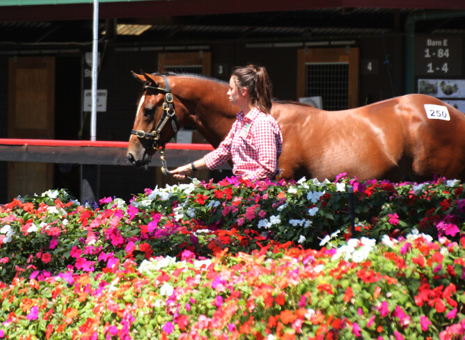 The Sacred Falls x Are There Any colt enters the outside ring