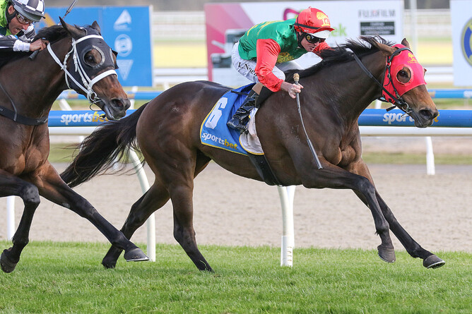 Class mare Zayydani. - Photo: Bruno Cannatelli