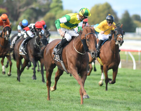 Course specialist shines in Awapuni Gold Cup