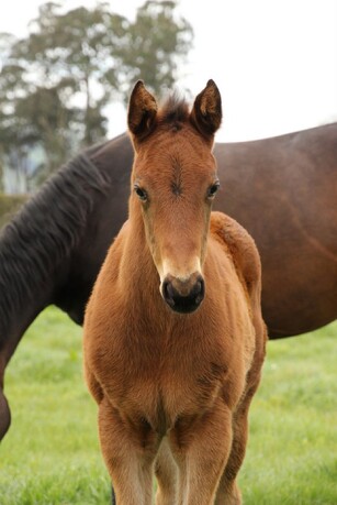 The Bostonian as a foal