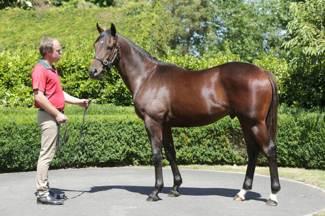 Seajetz pictured as a yearling, - Photo: Trish Dunell