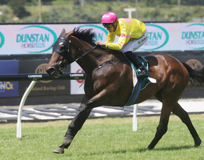Star Tsar on Cups path following Ellerslie victory