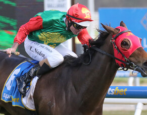 Ballarat Cup triumph for in-form Zayydani