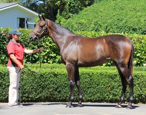Sebring filly scores at Kembla Grange
