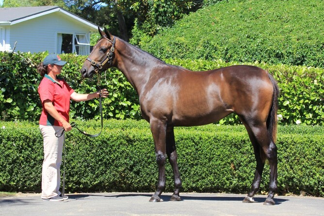 Space is Deep as a yearling. Photo: Trish Dunell