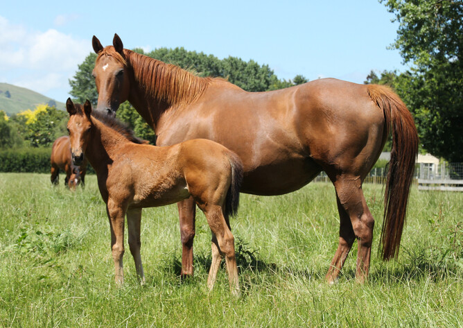 Boundless and her 2020 Charm Spirit foal.