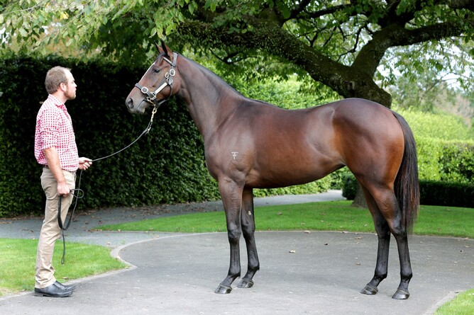 Excelida as a yearling - Trish Dunell
