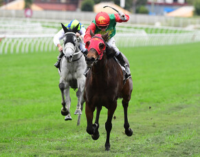 Hayes brothers taste stakes joy with Savabeel mare