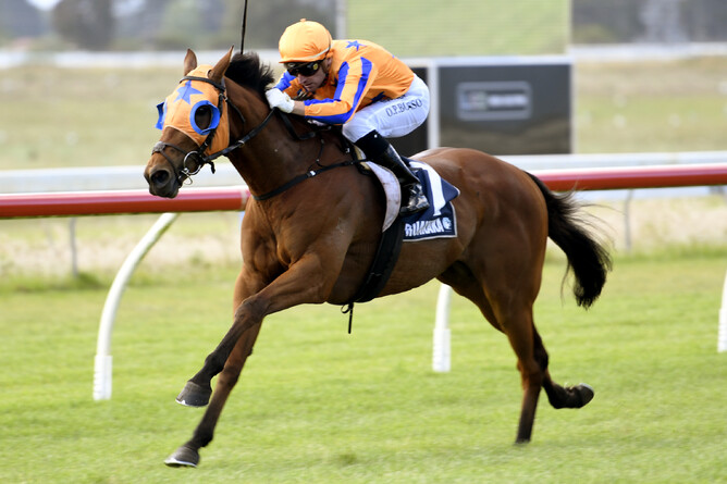 Prise de Fer (pictured winning at Ruakaka) made it two wins in a row when successful at Pukekohe on Saturday - Race Images