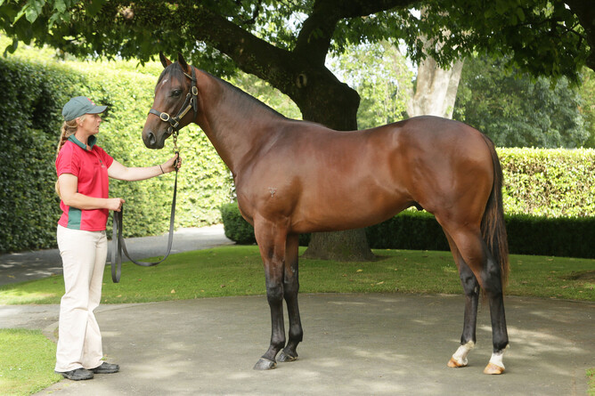 Heir of Tavistock as a yearling. Photo: Trish Dunell