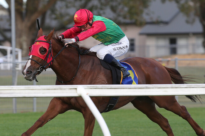 Michael McNab urges Two Illicit to the winning post at Te Rapa as they take out the Gr.2 Travis Stakes (2000m) - Photo: Trish Dunell