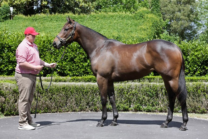 Lot 365- Savabeel x Enide - Trish Dunell