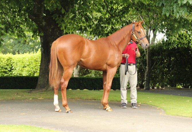 Star of the Seas as a yearling.