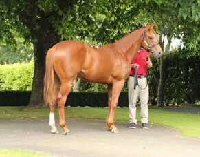 Star Of The Seas appreciates wet surface