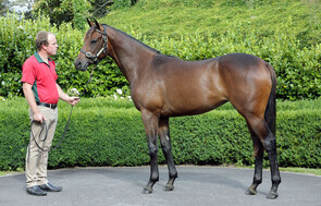 Lot 717 - Ocean Park x Exquisite Choice