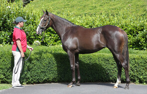 Lot 295 - Sacred Falls x Petit Verdot