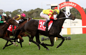 Savaheat - Savabeel x Heat Storm