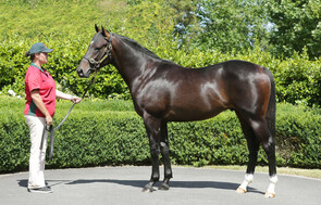 Lot 193 - Tavistock x Mansera
