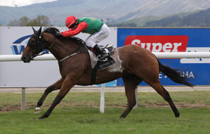 Smashing - Trelawney Stud Bred & Raced