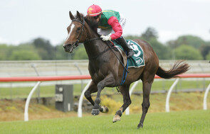 Igraine - Trelawney Stud Owned