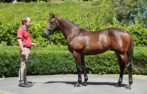 Lot 109 - Kermadec x Jacquetta