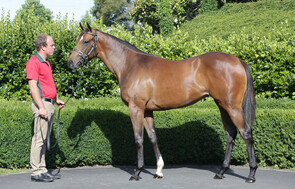 Lot 935 - Contributer x Starring