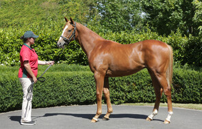 Lot 486 - Zoustar x Totally Sure