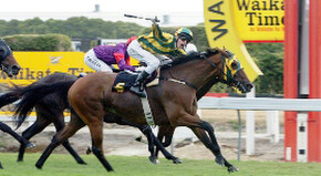 November Rain - Sold by Trelawney Stud