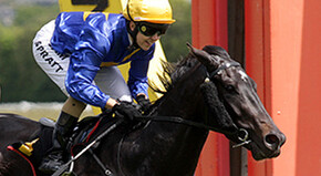 Antonio Lombardo - Sold by Trelawney Stud