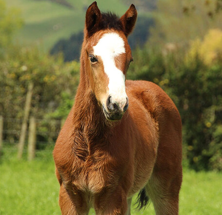 2019 Foal Gallery Coming Soon