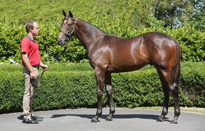 Lot 1 - Sacred Falls x Eden Valley