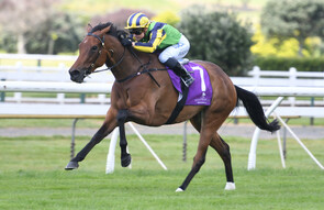 Francaletta - Trelawney Stud Sold