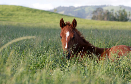 Foal gallery
