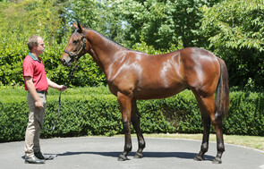 Lot 333 - Savabeel x Raziyya of Sydney