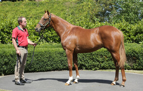 Lot 952 - Showcasing x The Iffraaj Dame