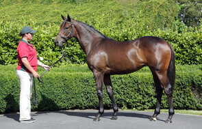 Lot 458 - Ocean Park x Syrah