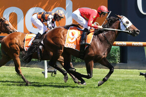 Blue Army  - Born & Raised at Trelawney Stud