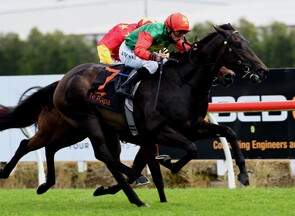 Pareanui Bay - Bred & Raced by Trelawney Stud