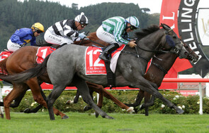 Emily Margaret - Trelawney Stud Sold