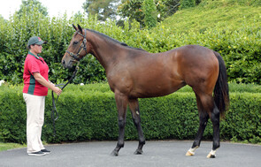 Lot 53 - Medaglia d'Oro x Gallwitz